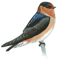 Cave Swallow