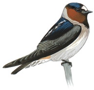 Cliff Swallow