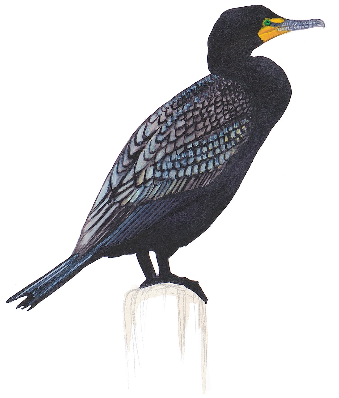 Cormorán Orejón