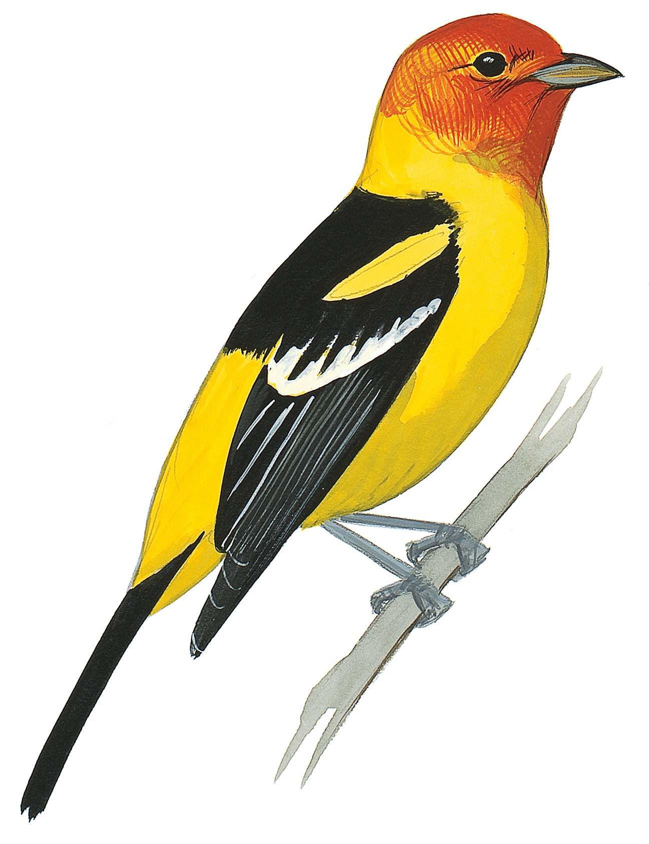 Piranga Capucha Roja