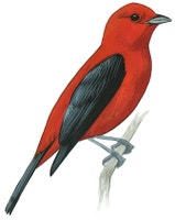 Scarlet Tanager
