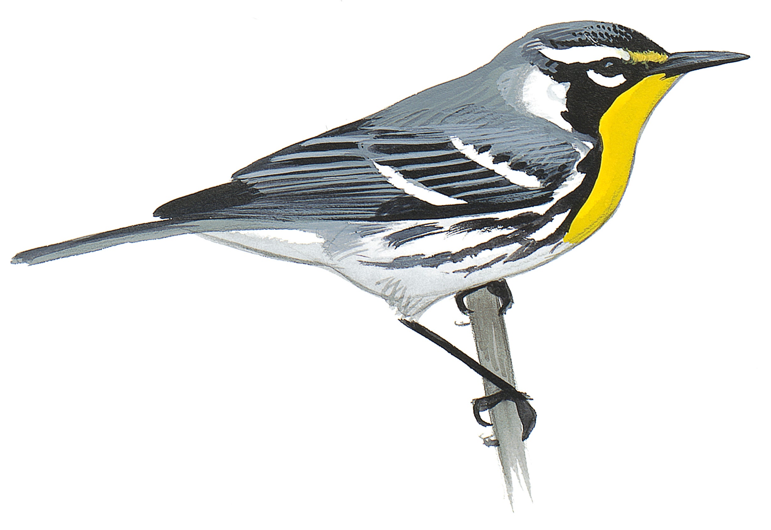 Chipe Garganta Amarilla