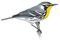 Yellow-throated Warbler