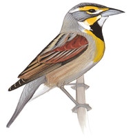 Dickcissel