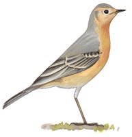 American Pipit