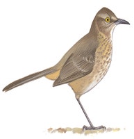 Cuicacoche Pico Corto