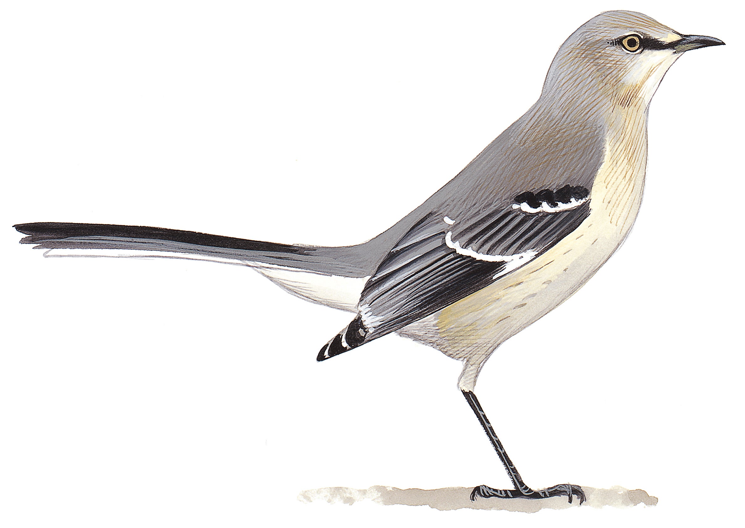 Northern Mockingbird
