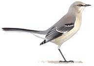 Northern Mockingbird