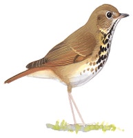 Hermit Thrush