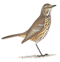 Sage Thrasher