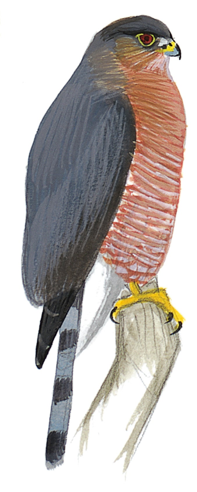 Gavilán Pecho Canela