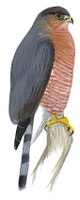 Sharp-shinned Hawk