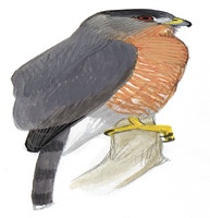Cooper's Hawk