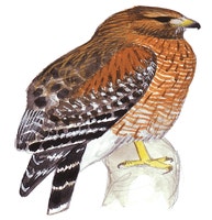 Red-shouldered Hawk