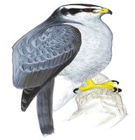 American Goshawk