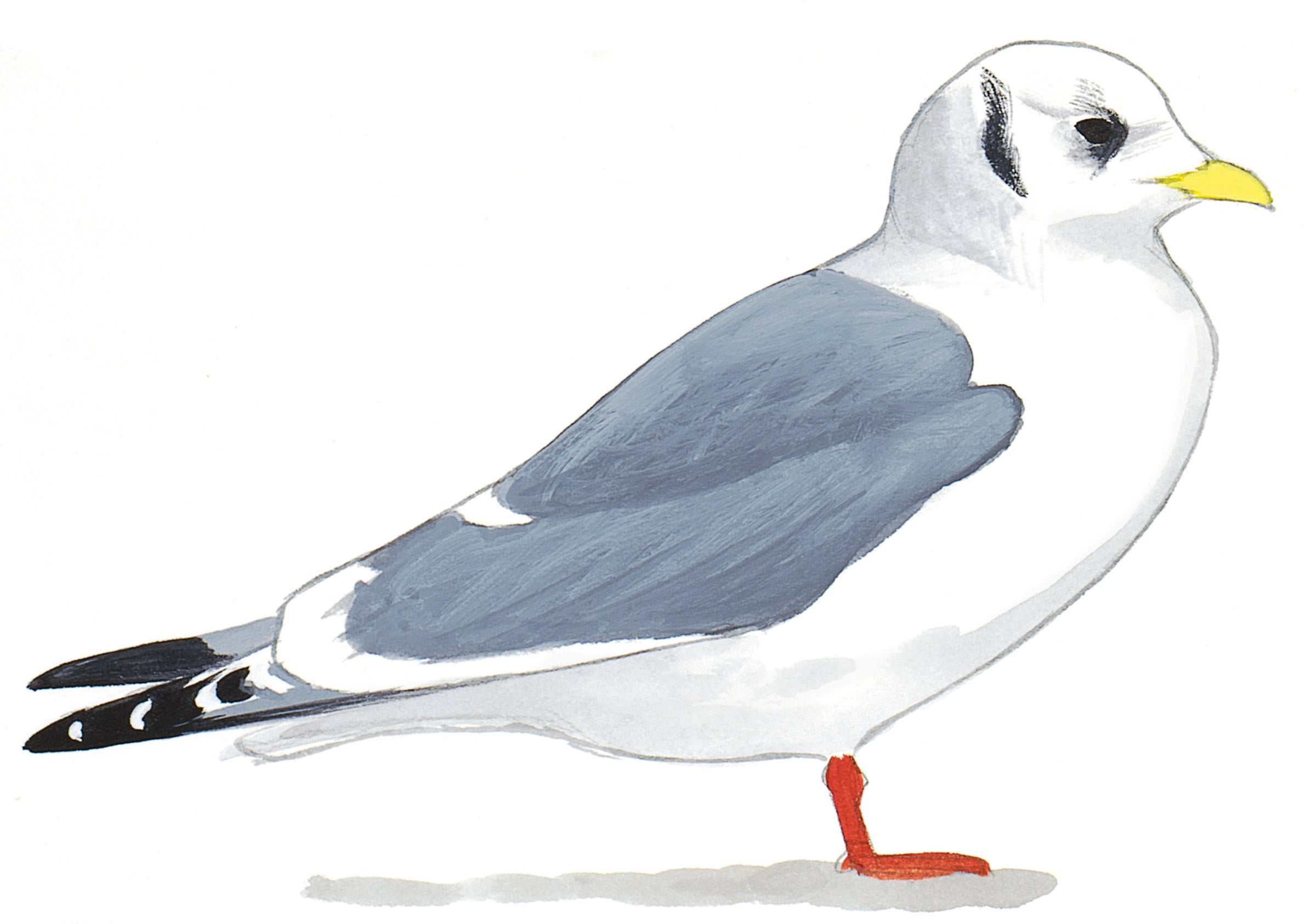 Gaviota Piquicorta