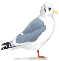 Red-legged Kittiwake