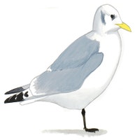 Black-legged Kittiwake