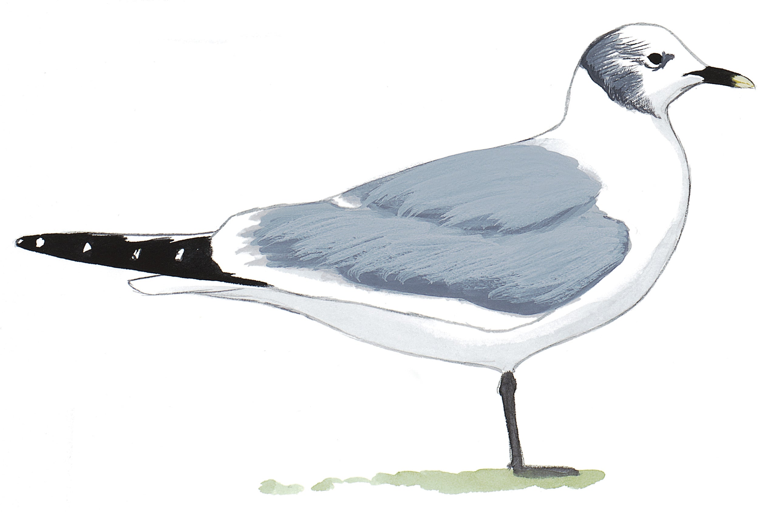 Gaviota Cola Hendida