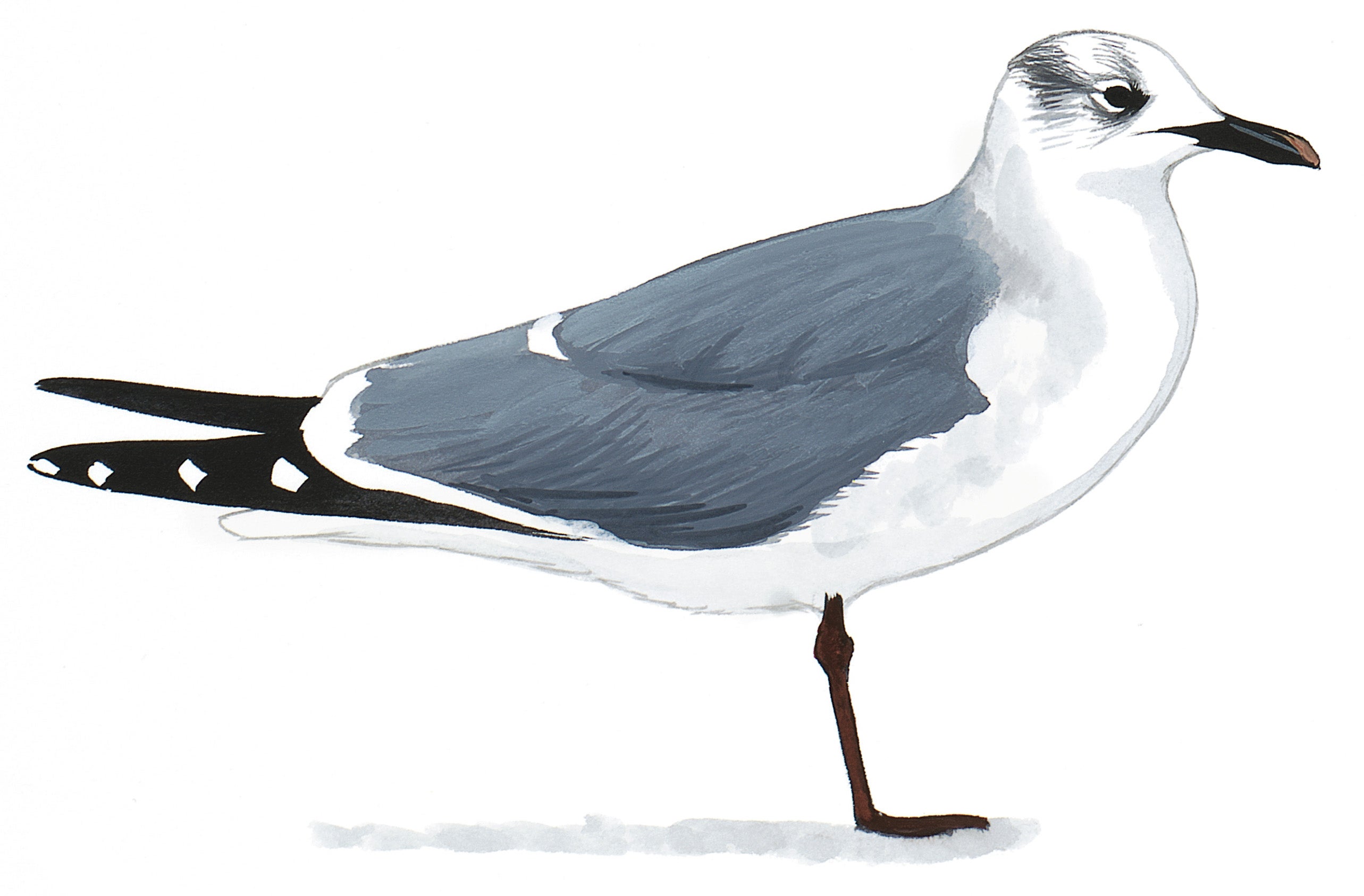 Gaviota Reidora