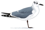 Laughing Gull