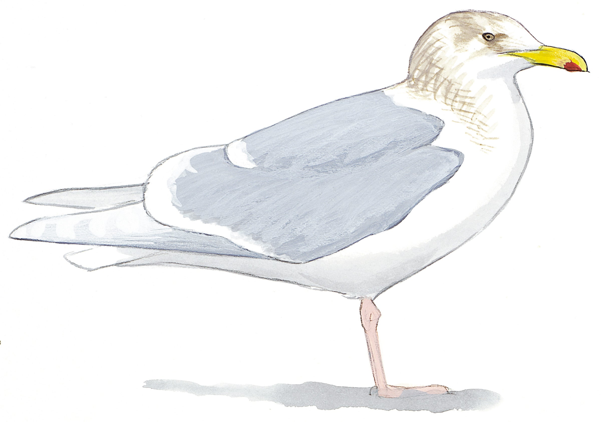 Gaviota Alas Blancas
