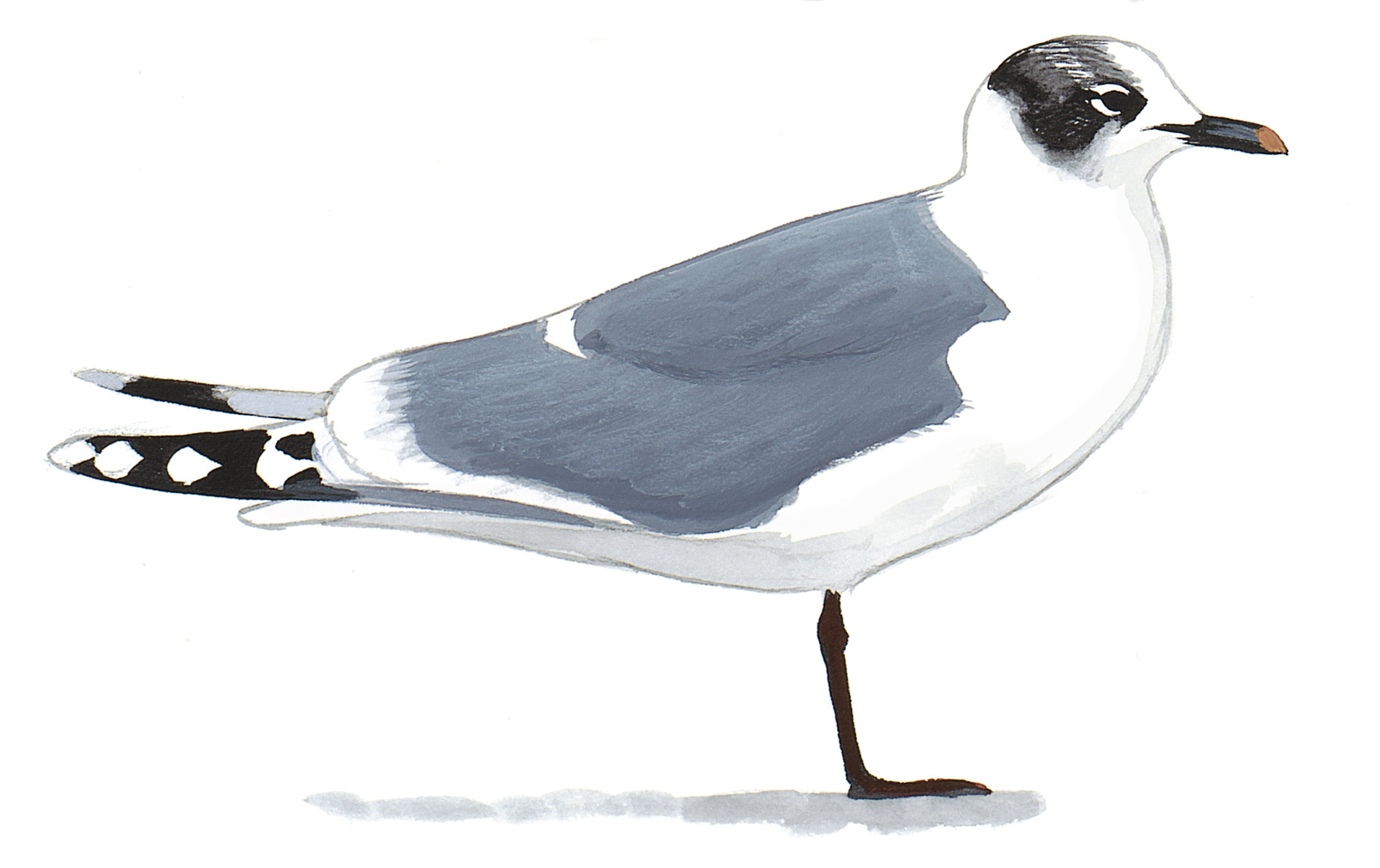 Gaviota de Franklin