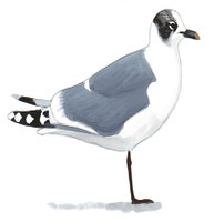 Franklin's Gull