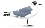Franklin's Gull