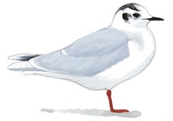 Little Gull