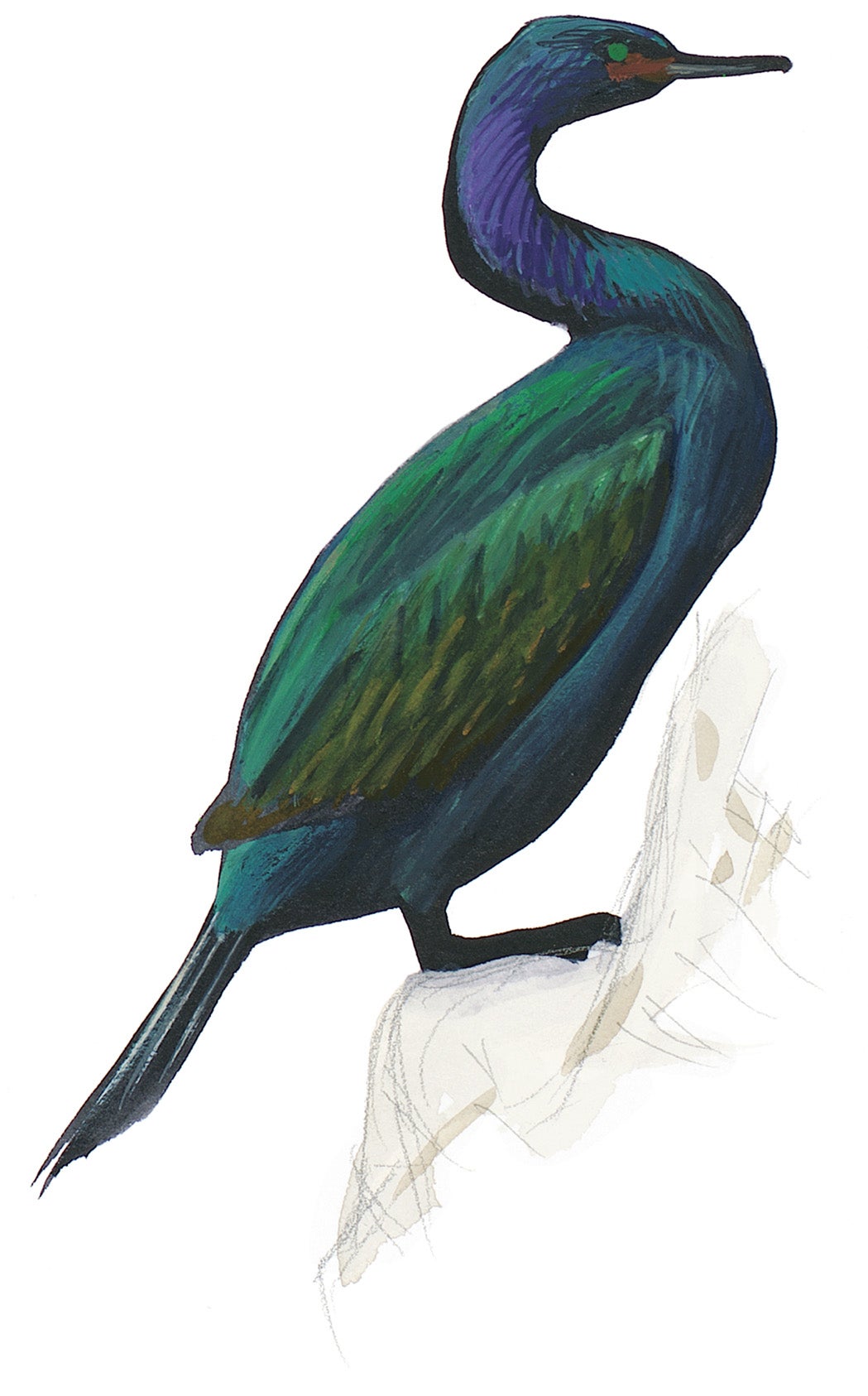 Cormorán Pelágico