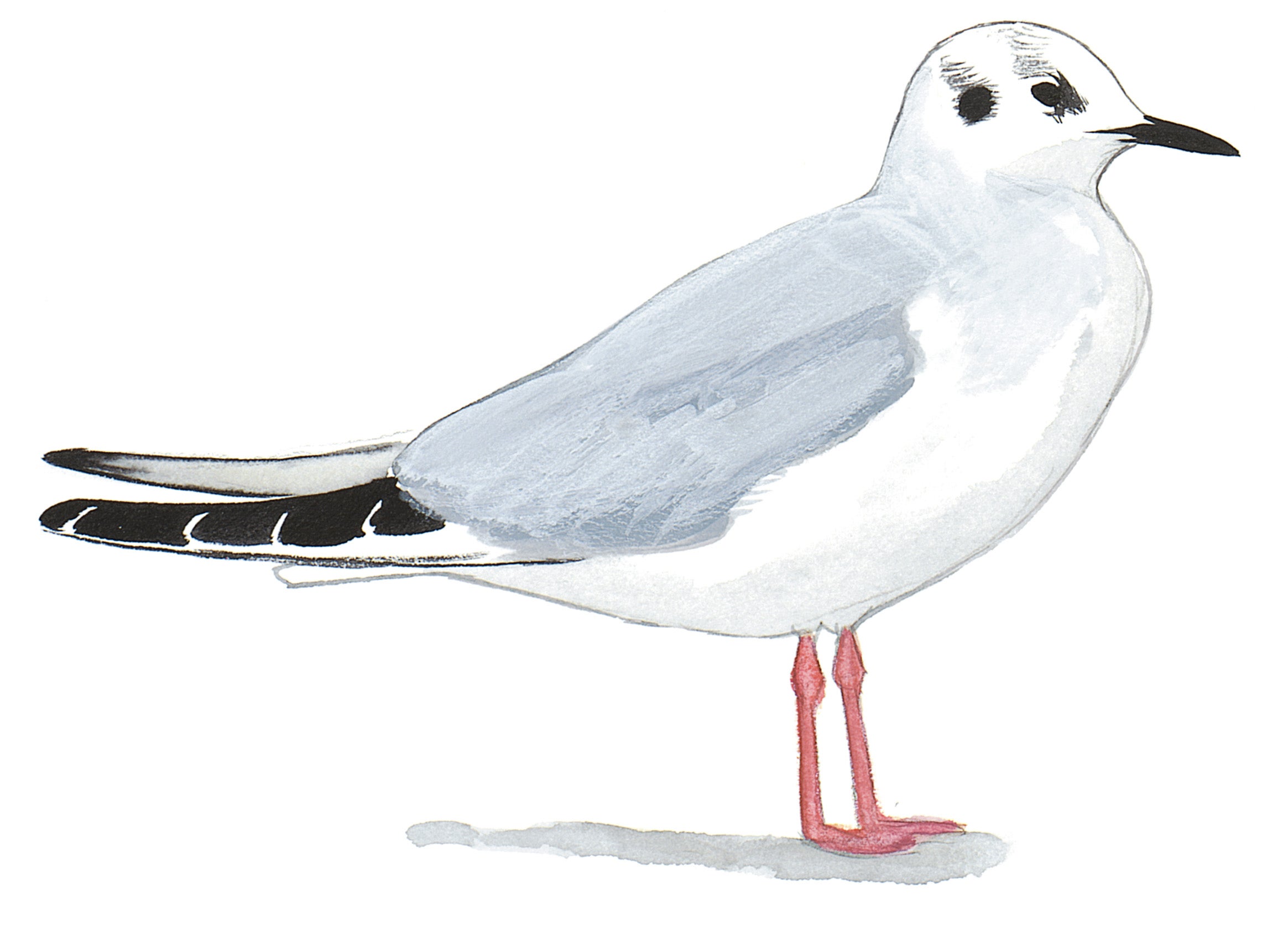Bonaparte's Gull