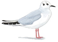 Bonaparte's Gull