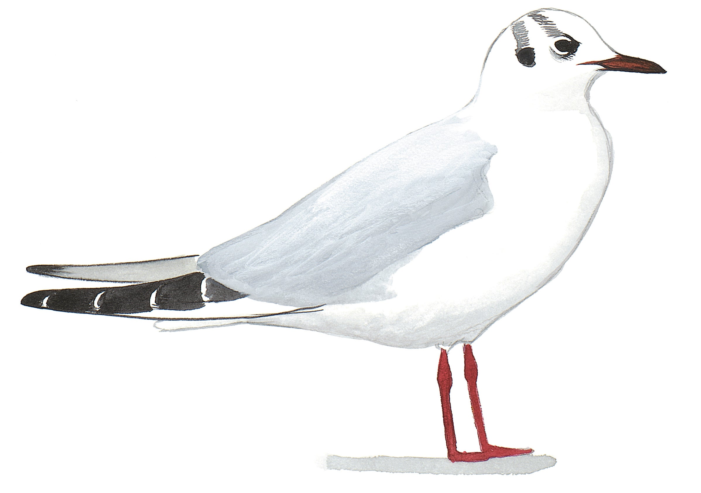 Gaviota Encapuchada