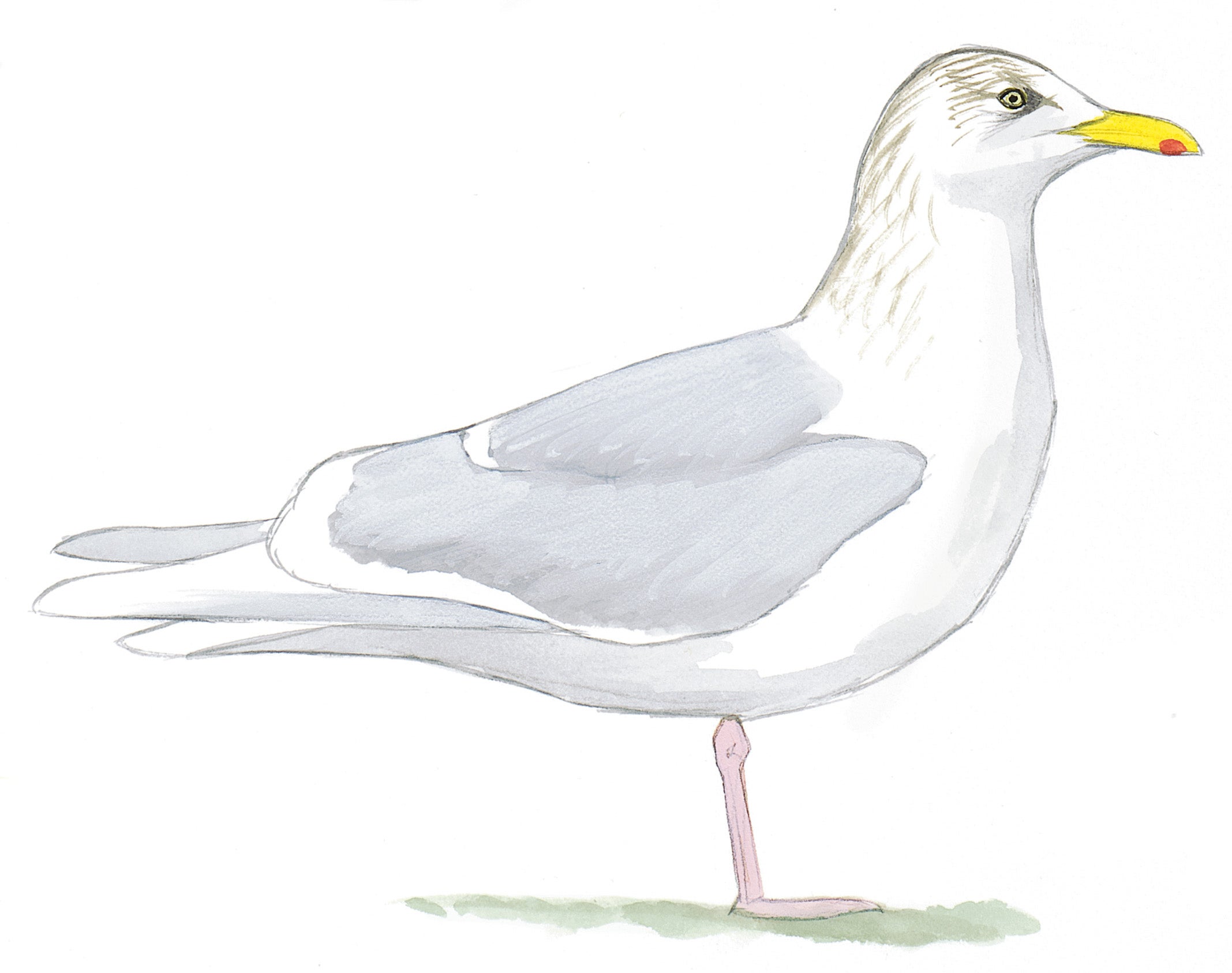 Gaviota Blanca