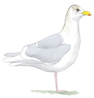 Glaucous Gull