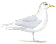 Glaucous Gull