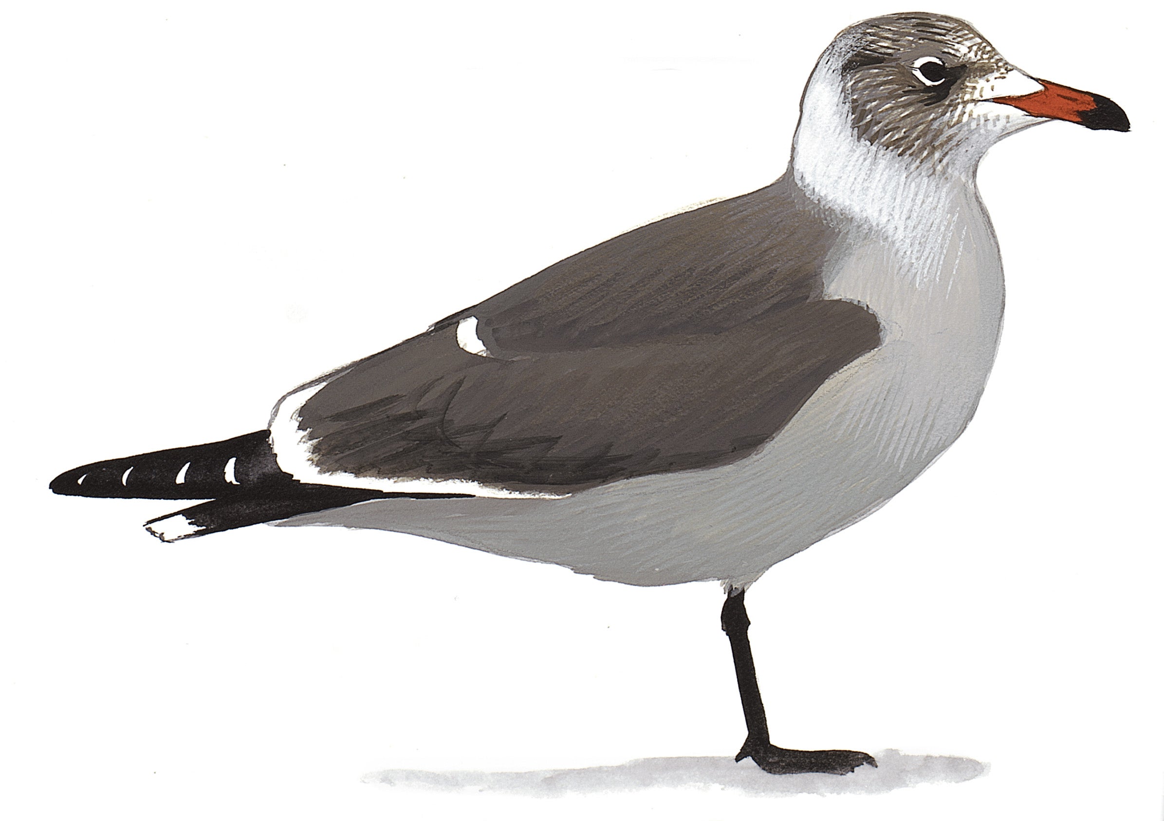 Gaviota Plomiza