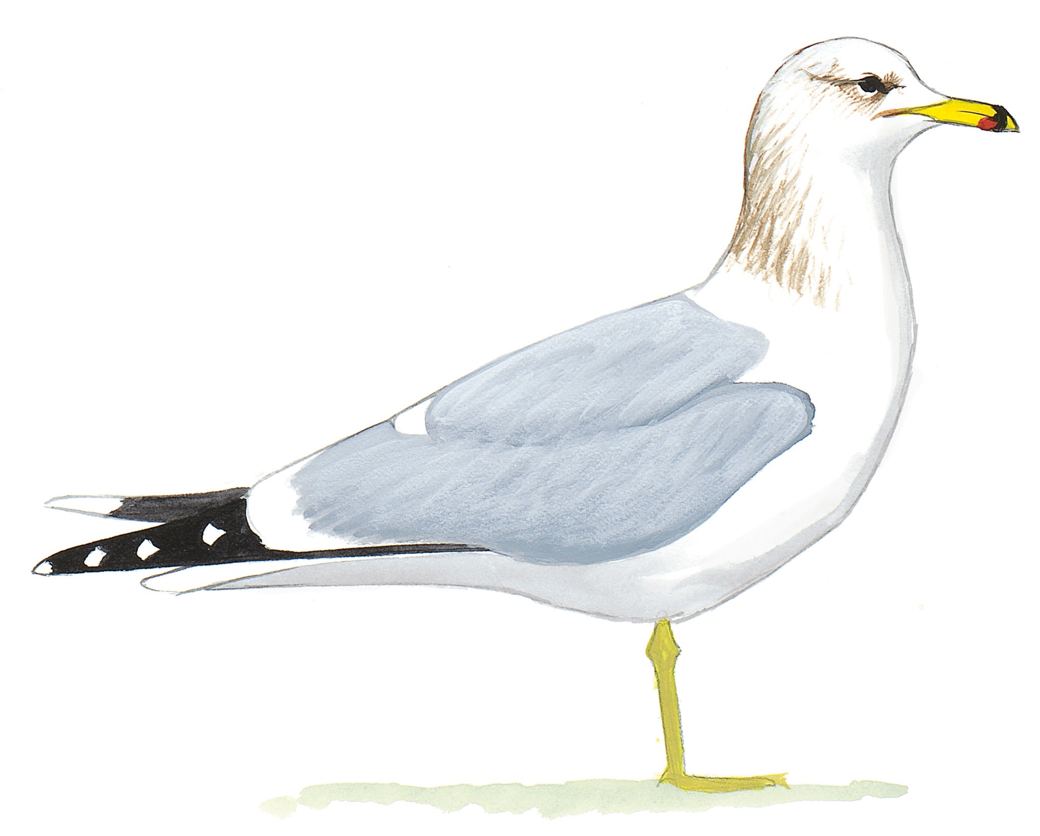Gaviota Californiana