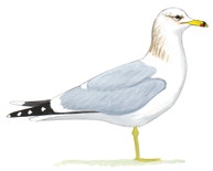 California Gull