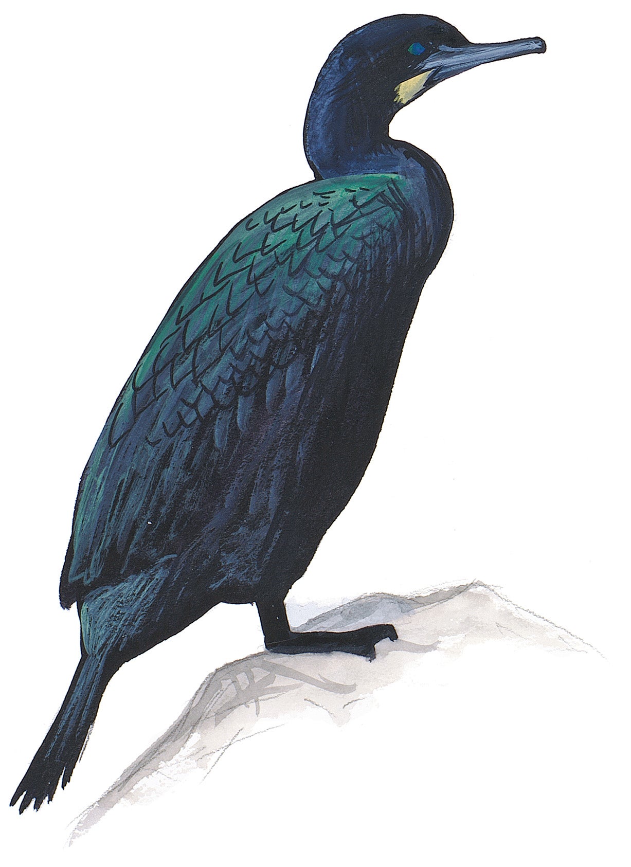 Cormorán de Brandt