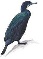 Brandt's Cormorant