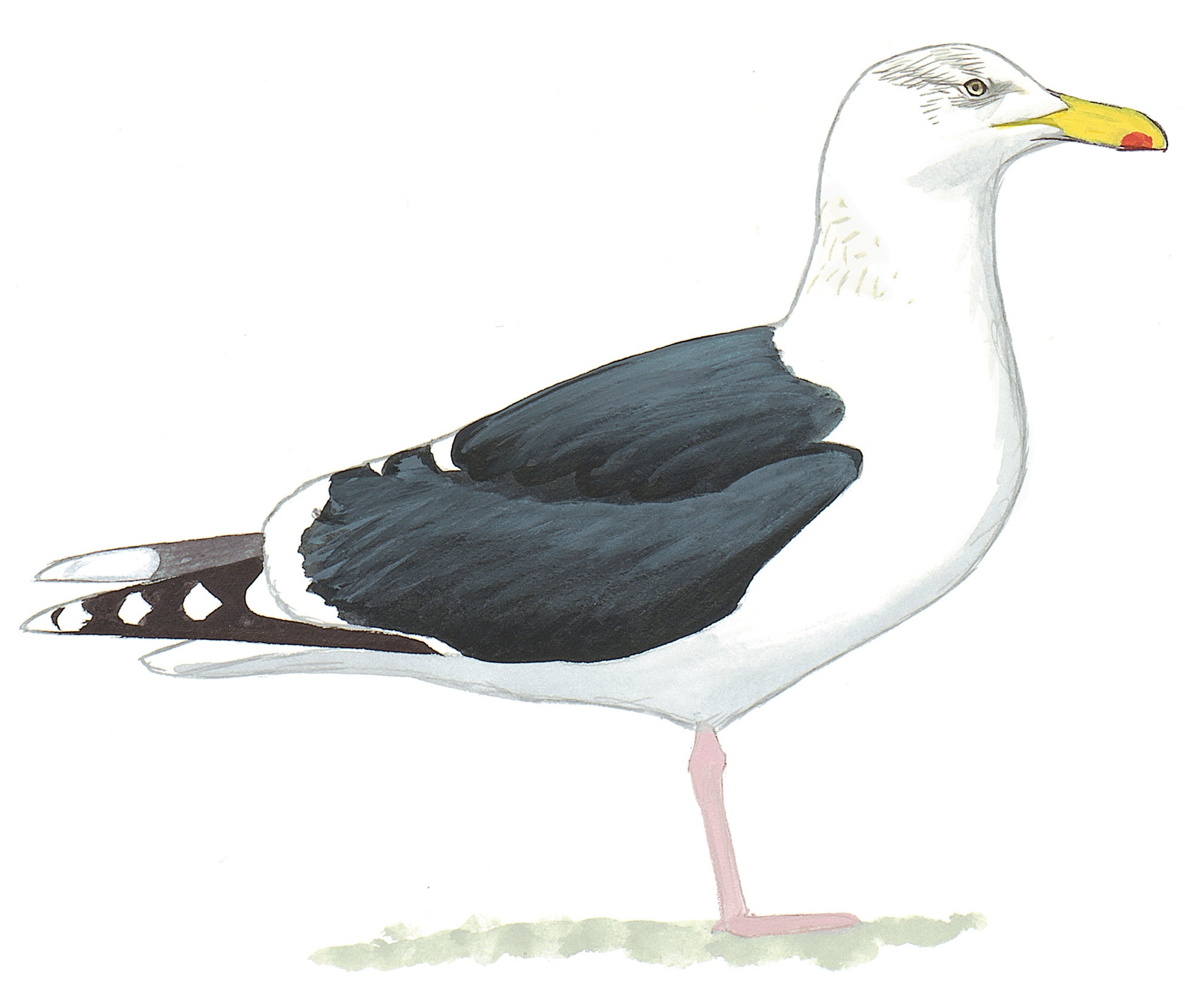 Gavión atlántico