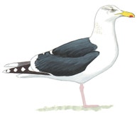 Great Black-backed Gull