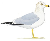 Gaviota Pico Anillado