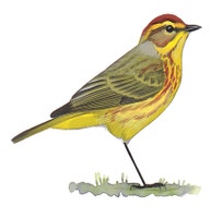 Palm Warbler