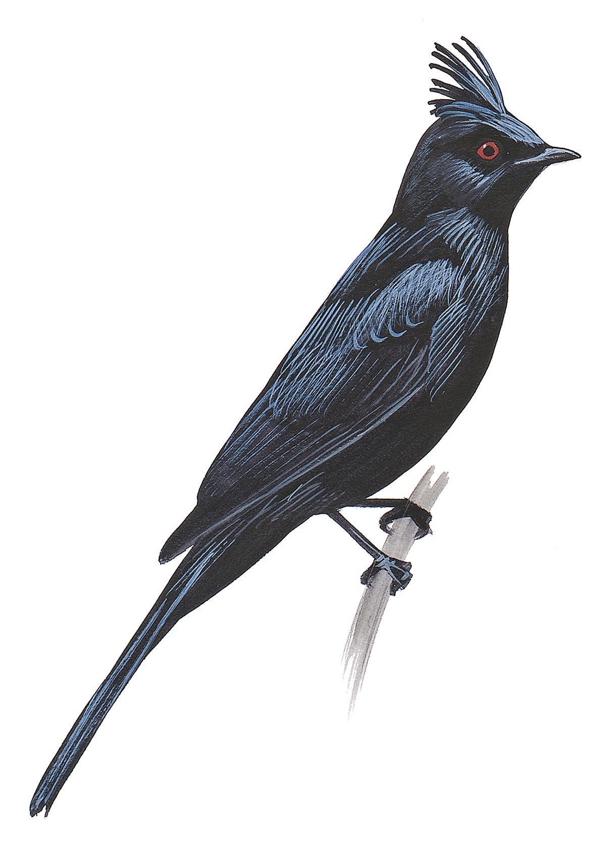 Capulinero Negro
