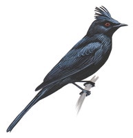 Phainopepla