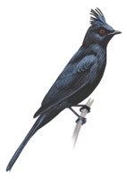 Phainopepla