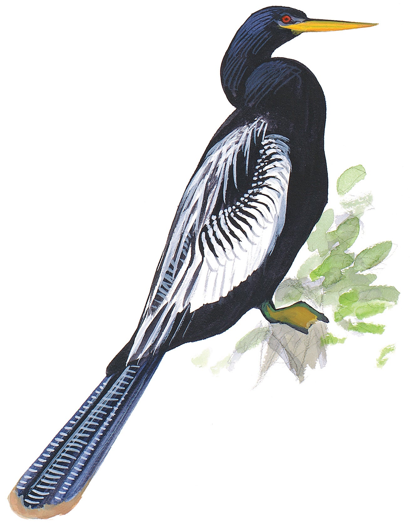 Anhinga